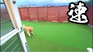 まるくん、ごはんの時間です！