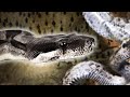 Finding An Ultra-Rare Black Boa Hunting Bats From Cave Vines | Python Hunters | Real Wild