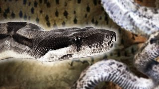 Finding An Ultra-Rare Black Boa Hunting Bats From Cave Vines | Python Hunters | Real Wild