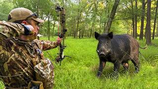 Bow Hunting Wild Hogs | 2 Big Boars In Bottomlands!