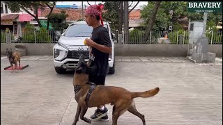 ANJING TERPINTAR DI INDONESIA ‼ JAGO FREESTYLE