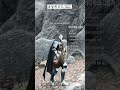 THE ELDER SCROLLS SKYRIM SHORTS - 367 #elderscrolls #skyrim #bethesda #스카이림