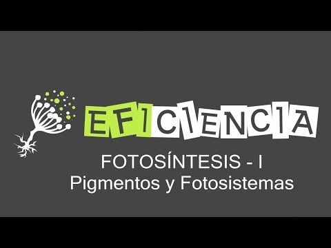 FOTOSÍNTEIS-I. Pigmentos y Fotosistemas. Antena y Centro de Reacción