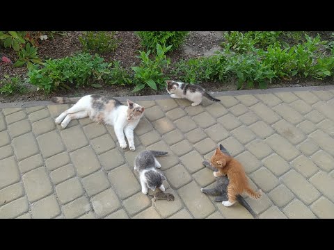 Видео: Малі кошенята  перший раз побачили мишку