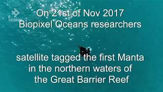 First Manta satellite tagged in Northern Great Barrier Reef