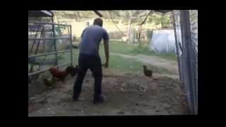 Funny Angry Rooster Attack A Guy In The Farm !