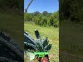 Bouquet of Kale! #trillfarms #farmlife #foodshorts #kale #organic #homesteading