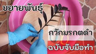 กวักมรกตดำ วิธีขยายพันธุ์ ฉบับจับมือทำ