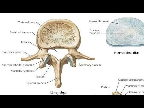 اناتومی عملی دنده ها و مهرهای قفسه سینه   اناتومی