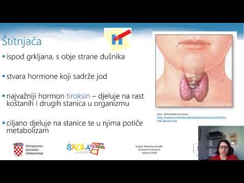 Biologija 8.r. - Hormonska regulacija