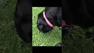 My Dog Playing with a Cicada