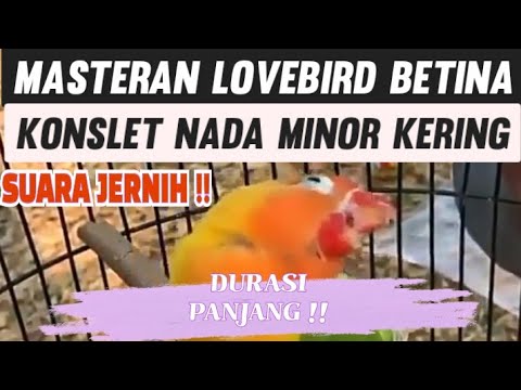 Masteran LOVEBIRD BETINA KONSLET Nada Minor Kering!!