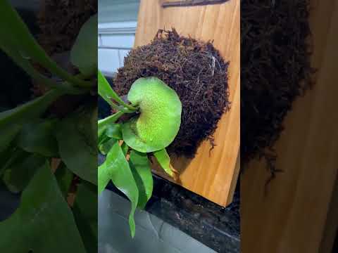 Vídeo: Com cultivar falgueres Staghorn en tests: plantar una falguera Staghorn en una cistella de filferro