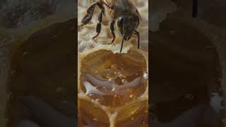 एक मधुमक्खी की यात्रा का अनुभव। 🐝🌸🍯 #documentry #educationalvideo #honeybee journey #beevideo