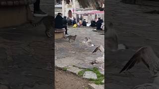 Gülme Garantili Akıllı Kedi Ile Saf Adam