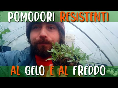 Video: Proteggi le piante dal gelo tardivo: le fioriture precoci possono sopravvivere a un gelo