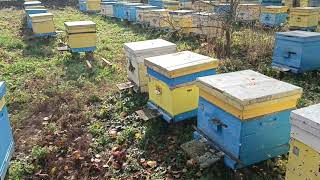 видео: Облёт пчёл обработка от клеща картинка: Облёт пчёл обработка от клеща