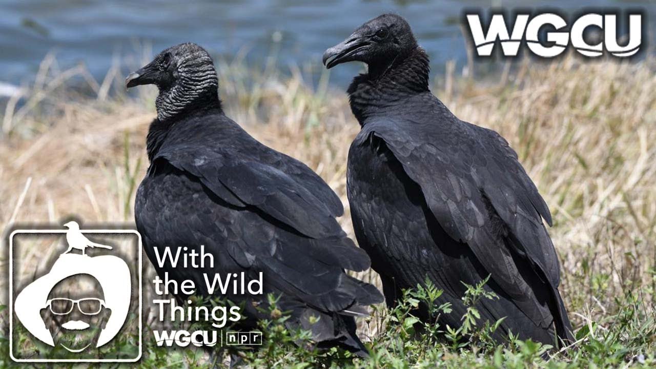 Vultures | With The Wild Things feat. Dr. Jerry Jackson
