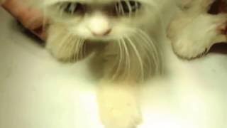 Download Lagu Kittens FIV and FeLV negative MP3