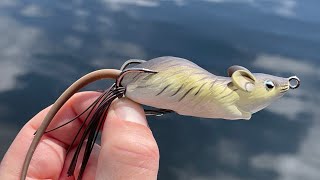 Can this MOUSE catch GIANT FISH? (topwater blowups!)