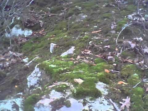 Seeds In The Ashes (Original Song) auf YouTube ansehen