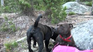 Two Staffordshire Bullterrier In Love