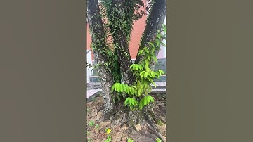 Cây Vú Sữa #cây #yeucaycanh #caycanh #shorts