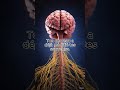 Chaque fois que tu te rappelles d’un souvenir, ton cerveau le modifie légèrement #fyp #wyzr #science