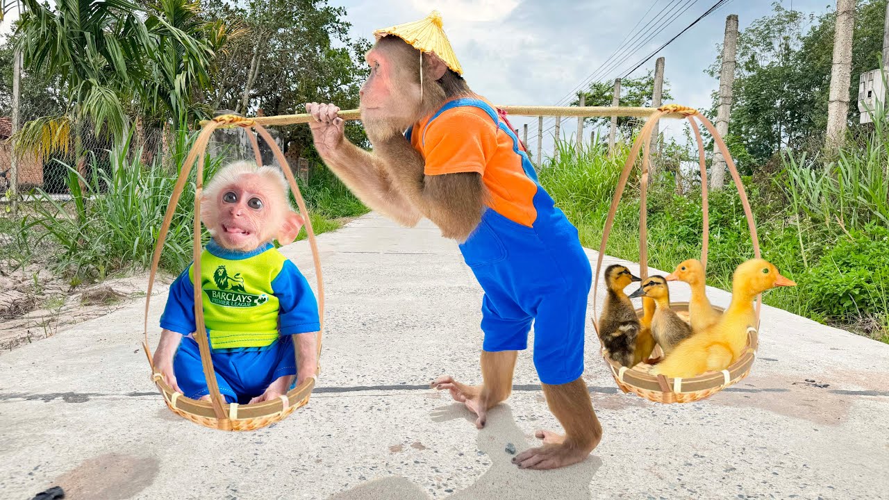 CUTIS farmers harvest strange plants, take special care of Baby monkey & ducks😯