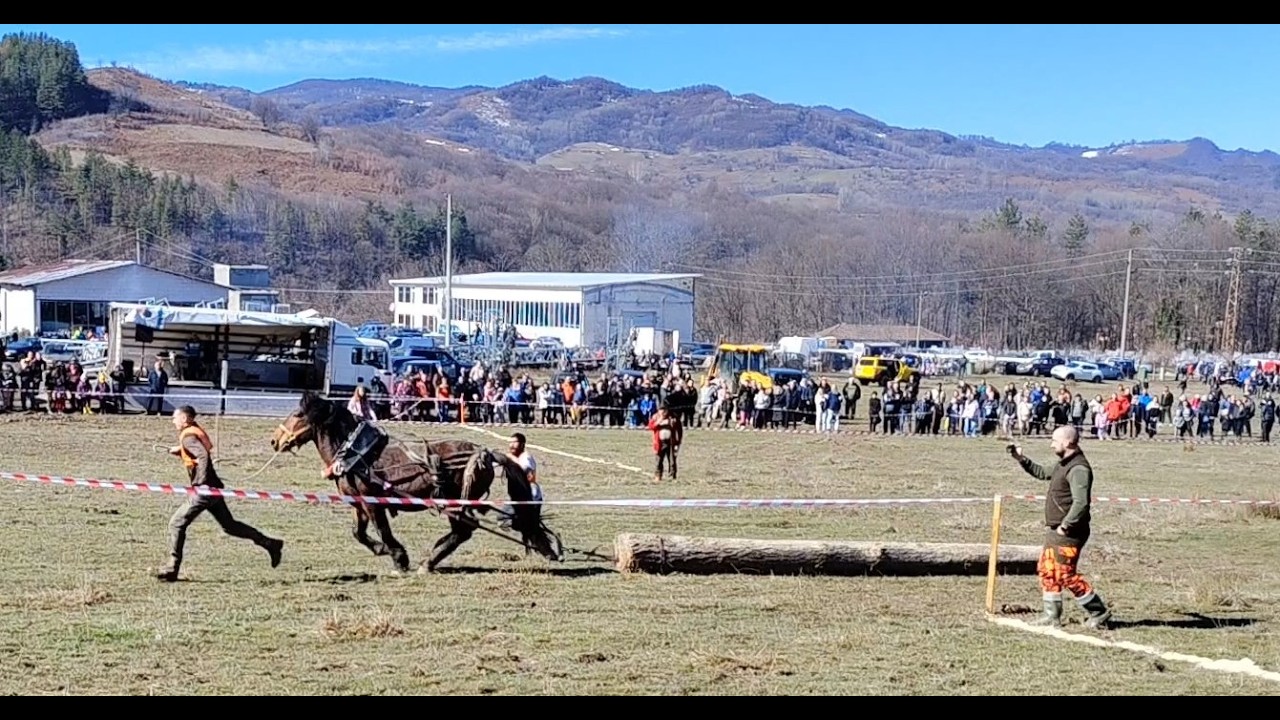 Тодоровден в Априлци 2026 г.-теглене на  трупи