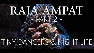 Raja Ampat - Part 2 - Tiny Dancers & Night Life