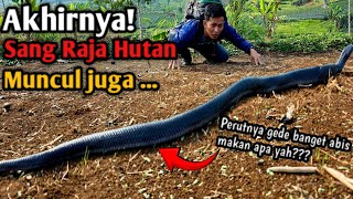MERINDING! AKHIRNYA SANG RAJA HUTAN MUNCUL JUGA SETELAH HUTAN DI OBRAK ABRIK 