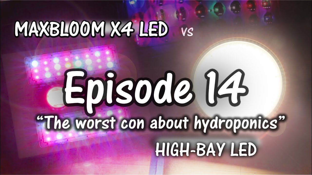 MaxBloom vs High Bay LED Grow Light Ep.14 (Game over, but...)