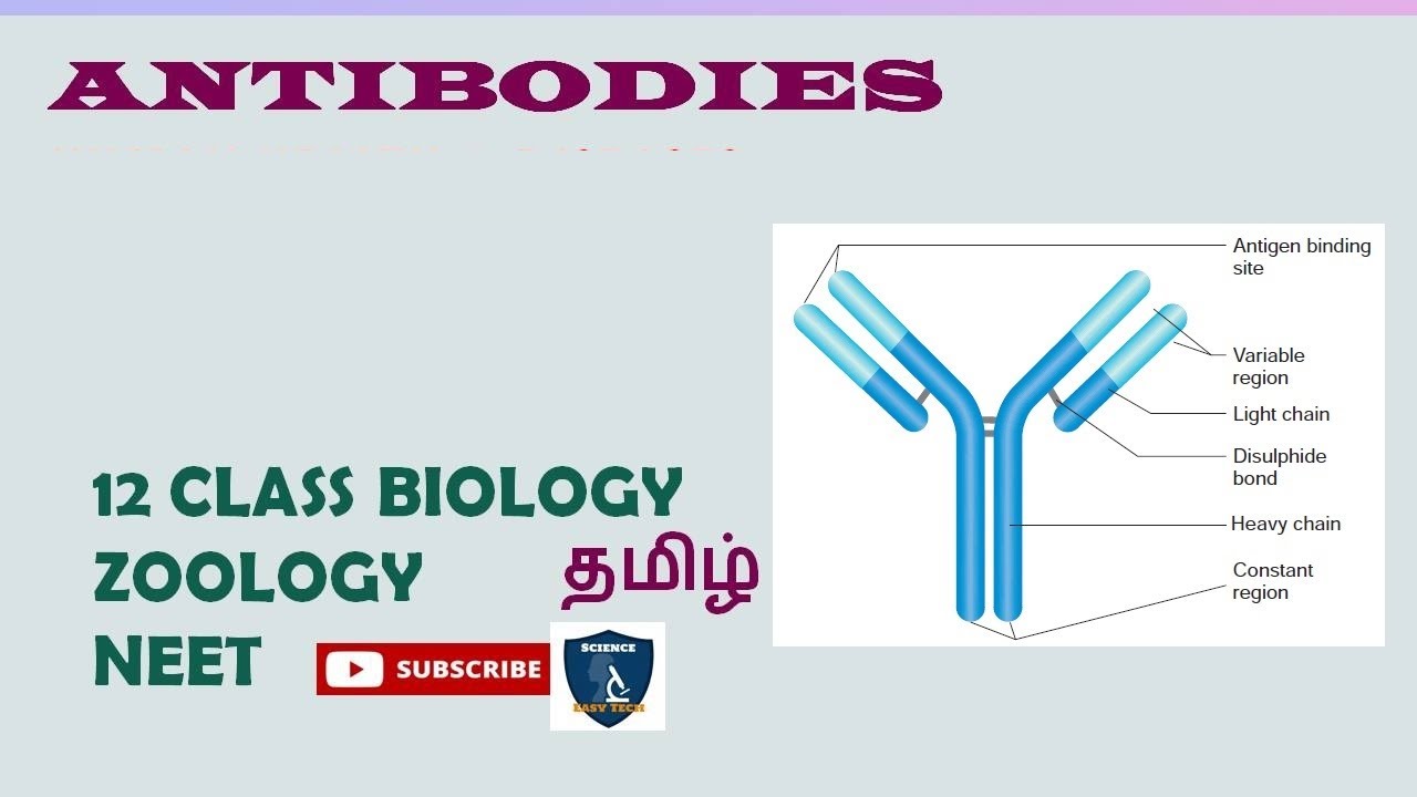 Antibodies in Tamil Immunology I Zoology TNSCERT Class 12