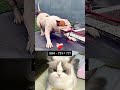 This Looks Easy… But Everyone Still Gets It Wrong 😵‍💫🐱 #cat #respect100 #catmeme #respect