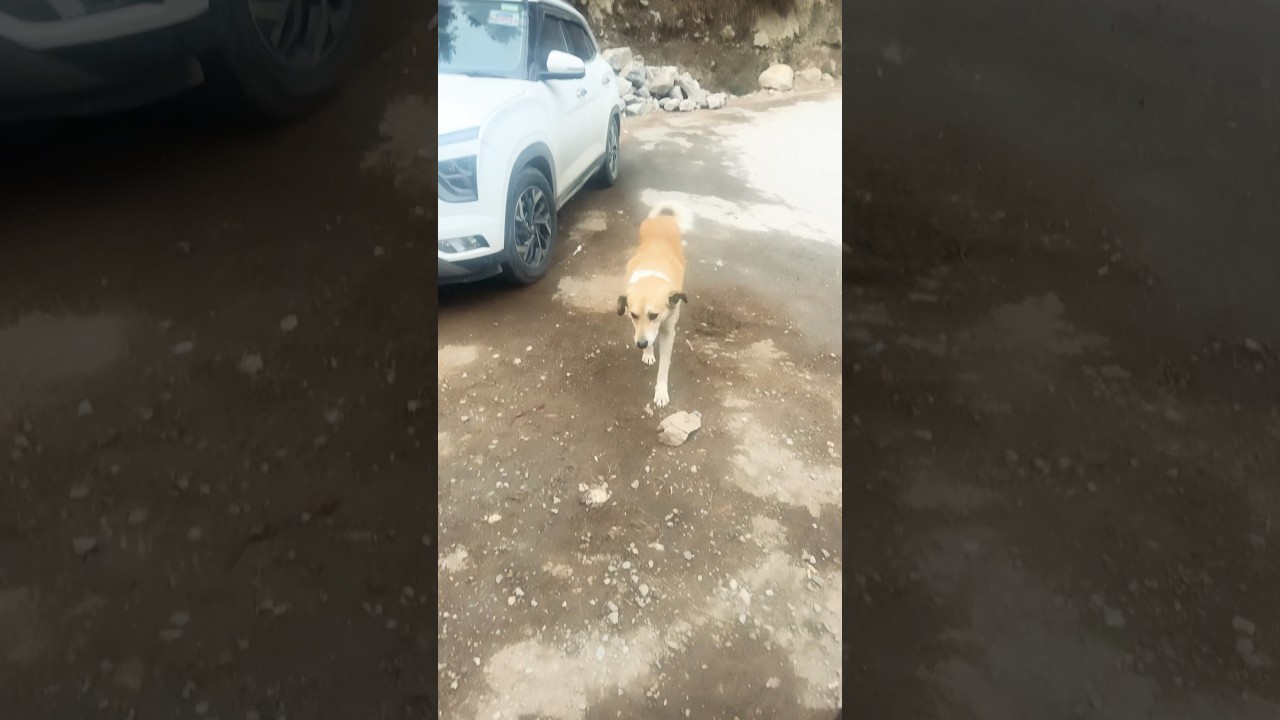 Muje naazia pasand hai 