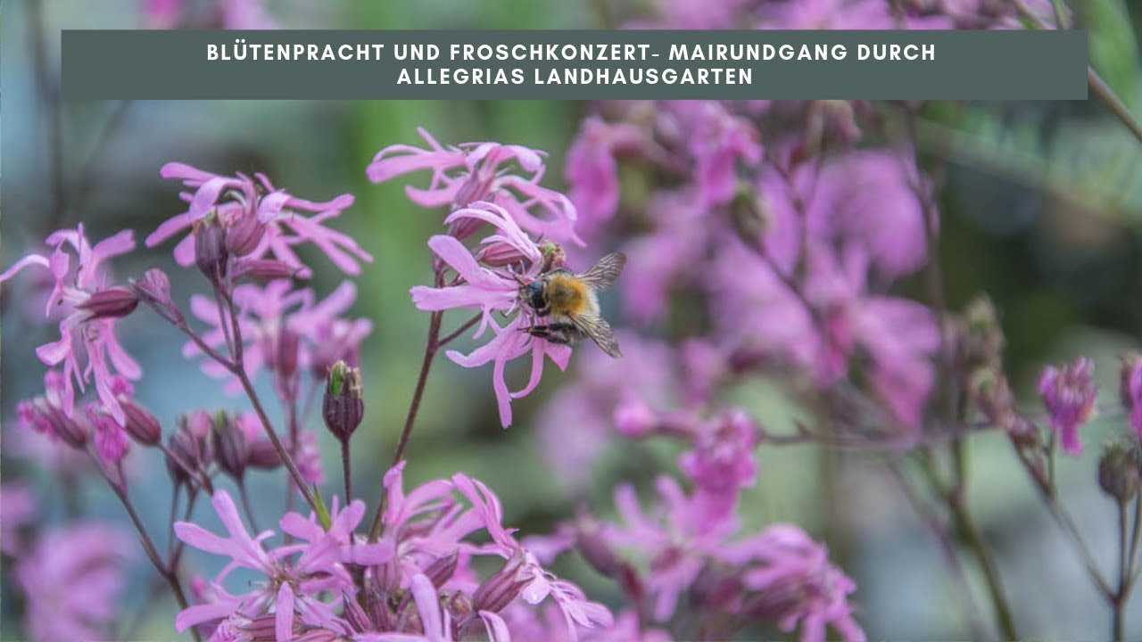 Froschkonzert und Blütenpracht im Mai