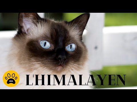 Vidéo: Race De Chat Himalayen Hypoallergénique, Santé Et Durée De Vie