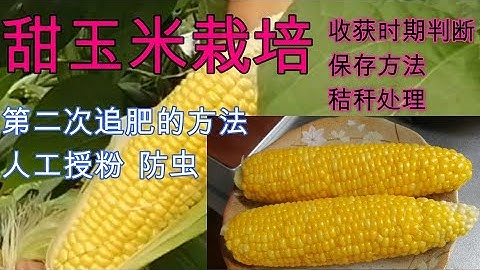 【麗的庭院生活　87】甜玉米栽培怎樣做，粒粒飽滿，無蟲害！？ - 天天要聞