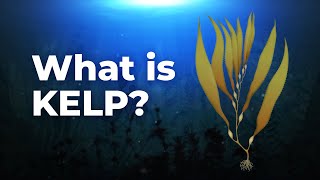 What is Kelp? Kelp Benefits