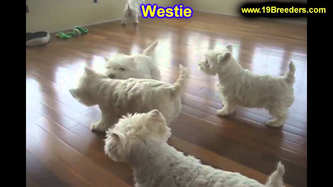 West Highland Terrier, Puppies, For, Sale, In, Kearney, Nebraska, NE