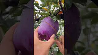 Purple Apple