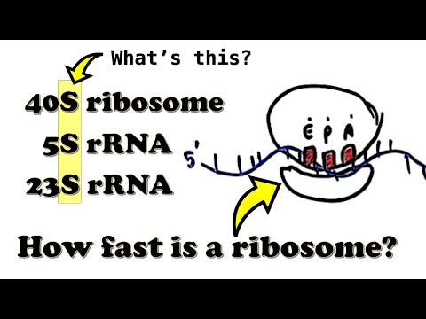 Translation - Introduction - What is the "S" in the 70S/80S ribosome? How fast is a ribosome?