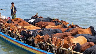 Cow unloading, cow videos, cow video, animal, big cow, goru hamba cow, Ep- (16)