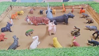 Unveiling the Fascinating World of Indian Animals and Jungle Creatures!