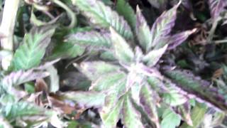 Ganja Creator Dreadlock Purple Kush KOREXION