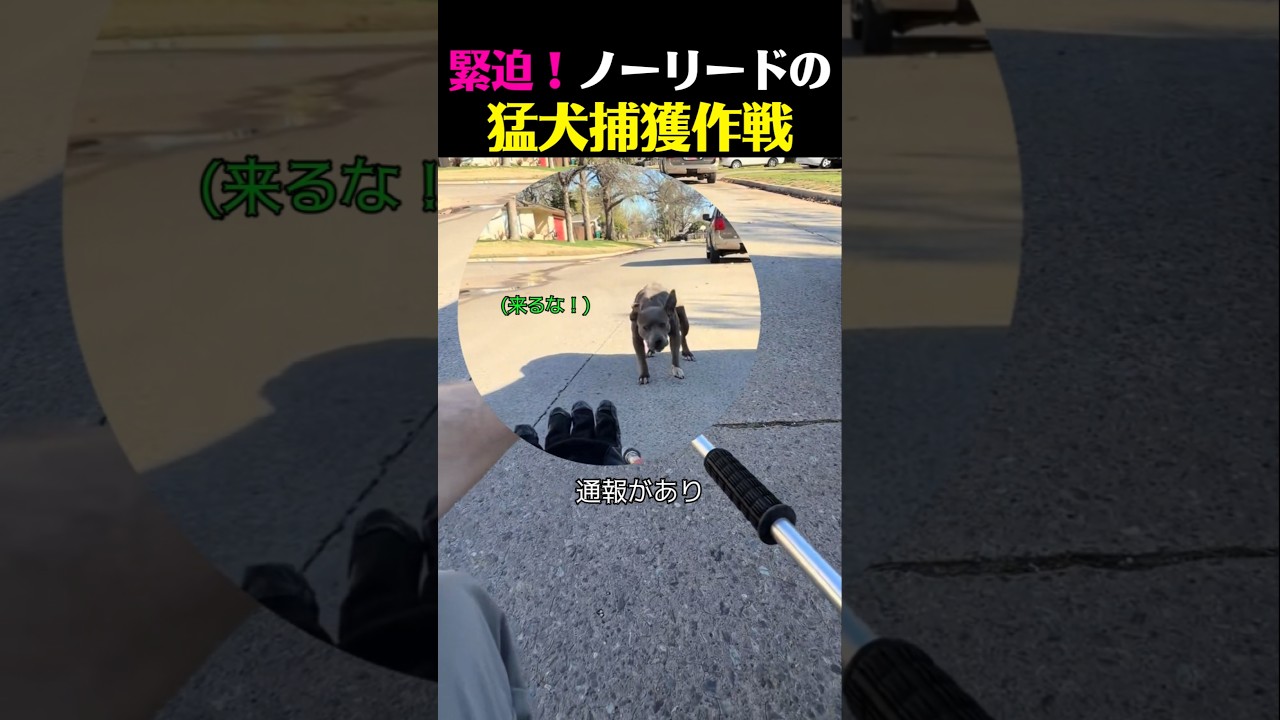 緊迫の瞬間!ノーリードでうろつく猛犬を捕獲しようとした結果