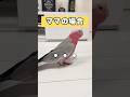 夫婦でオウムを呼んだら予想通りの展開になったww【モモイロインコ】 #shorts