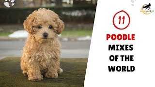 Top 11 Poodle Mix Breeds Of The World high Demand  Dog Breeds  World Of Dogz
