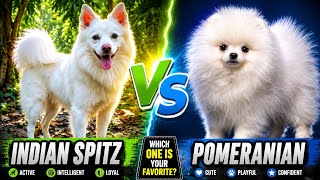 Indian Spitz vs Pomeranian || dog vs dog || Pomeranian vs indian spitz